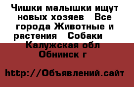   Чишки-малышки ищут новых хозяев - Все города Животные и растения » Собаки   . Калужская обл.,Обнинск г.